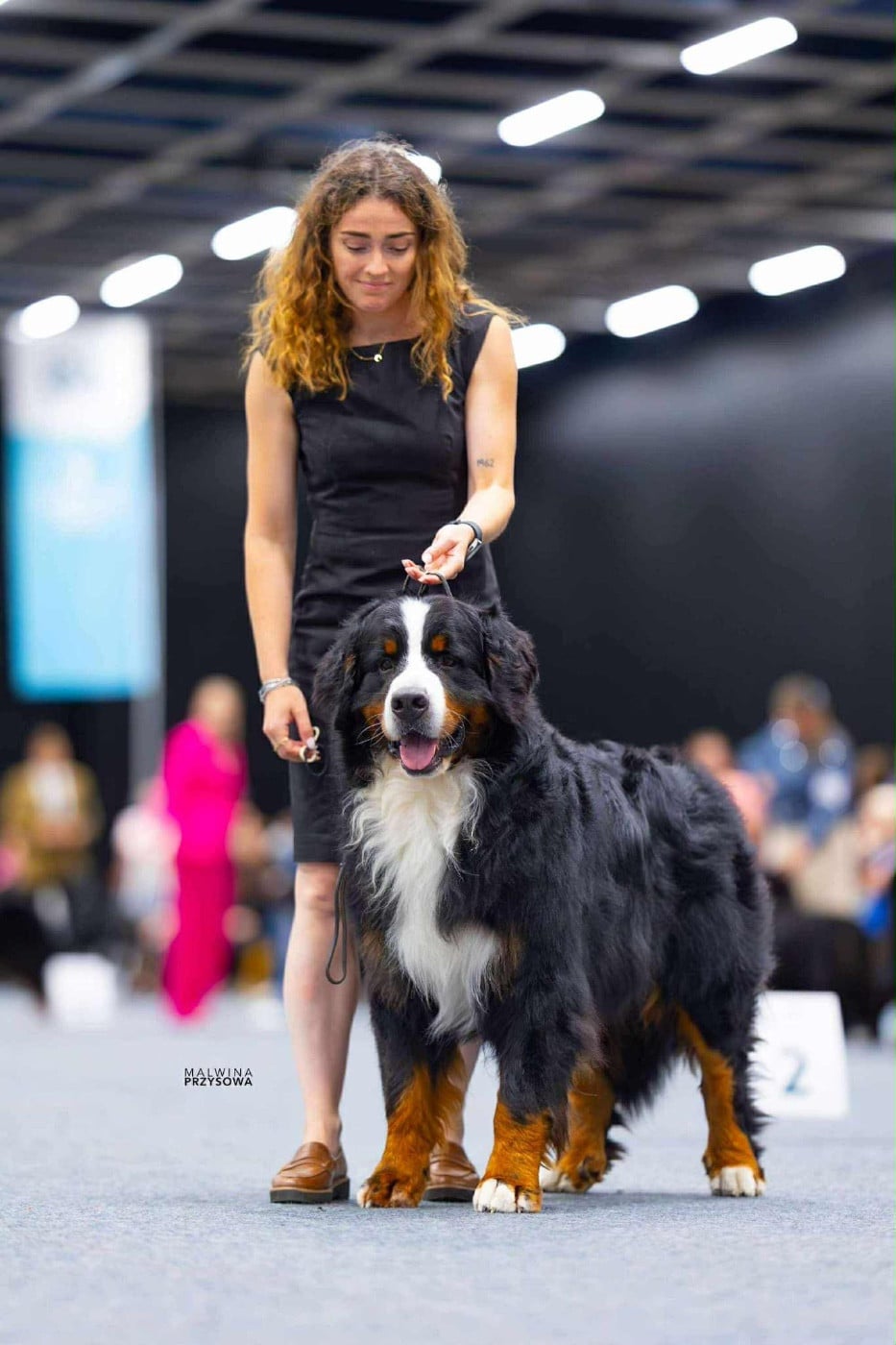 CH. Taram des Elfes Du Vent