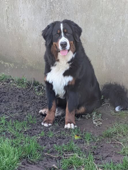 A L'AISE BREIZH DIT ASLAN De La Forêt Des Noisettes