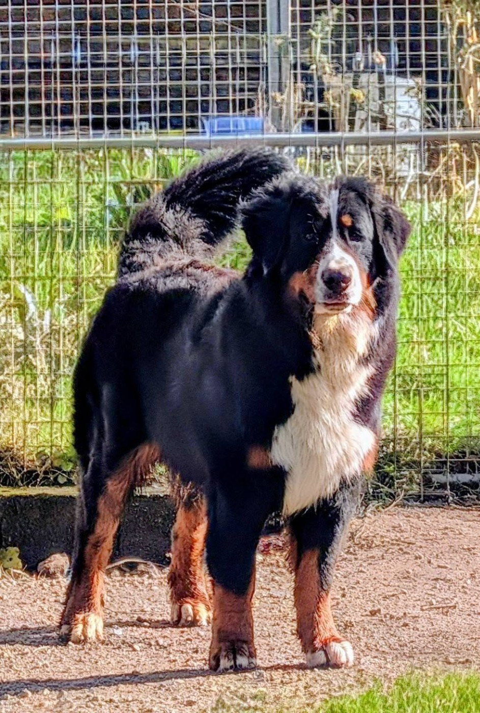 A L'AISE BREIZH DIT ASLAN De La Forêt Des Noisettes