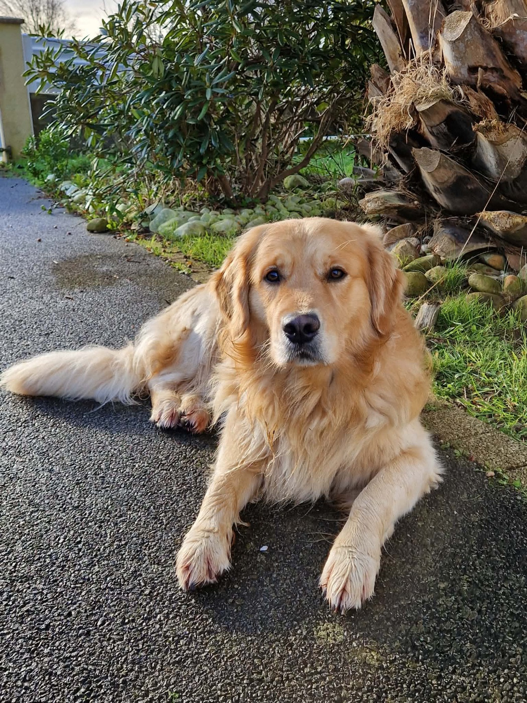 Uby des Elfes Du Vent