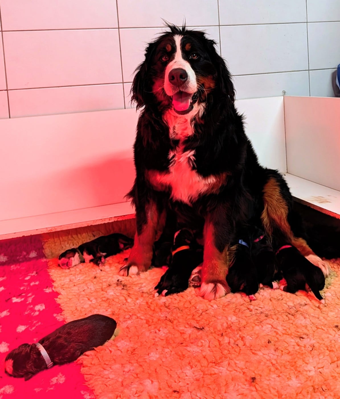 Bouvier Bernois - des Elfes Du Vent