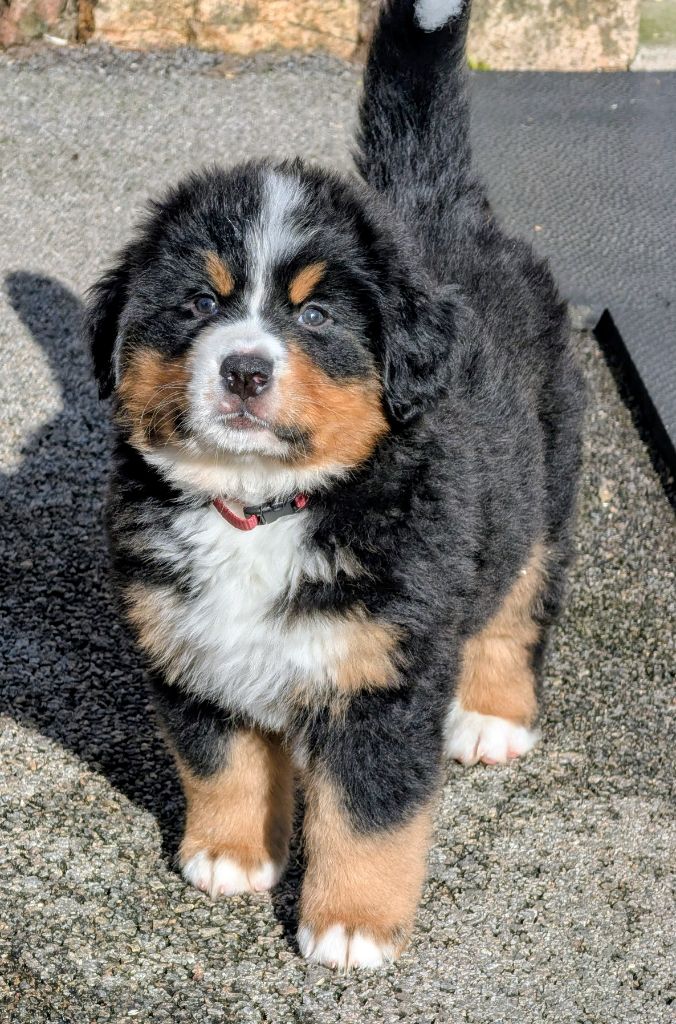 Azur CHIOT collier Mauve