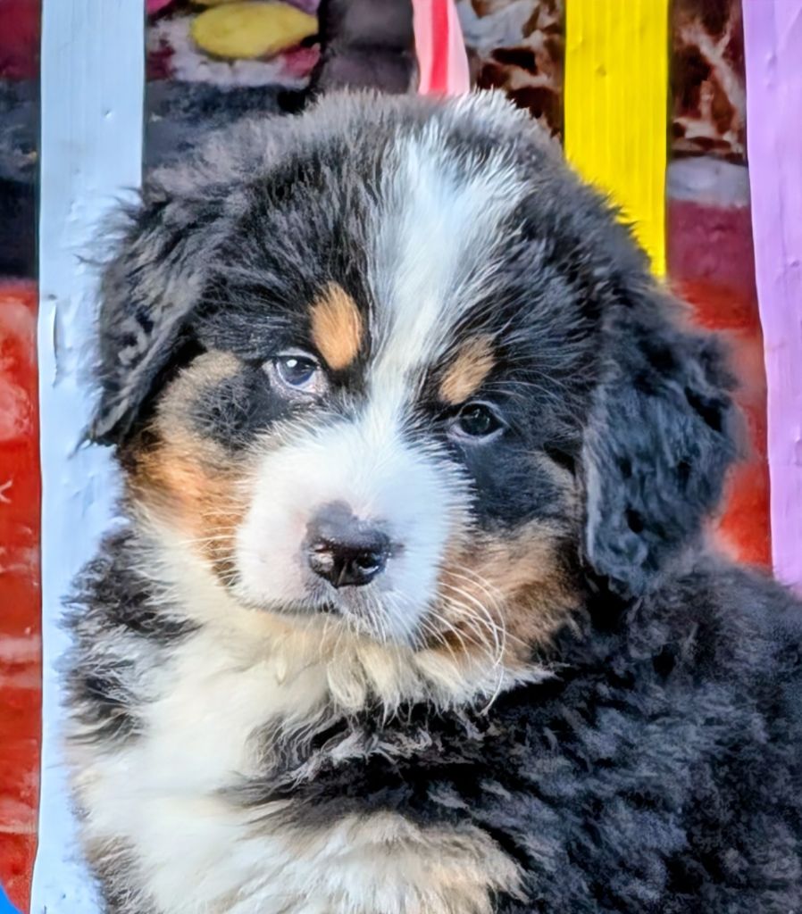 Azur CHIOT collier jaune