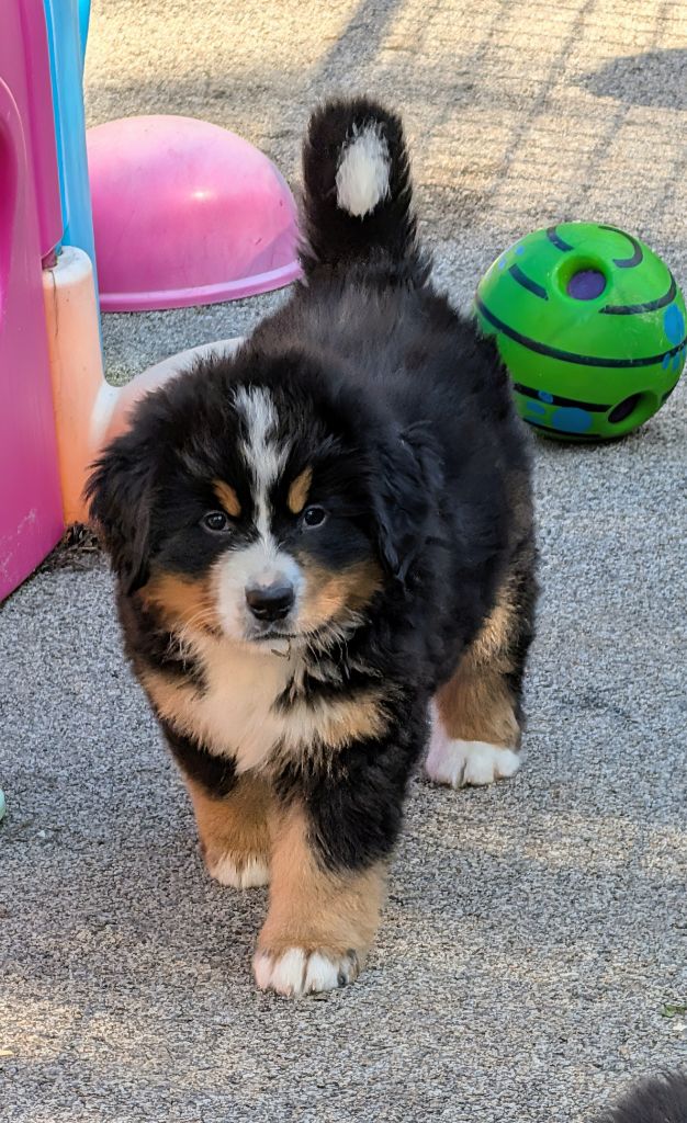 Azur CHIOT collier Mauve