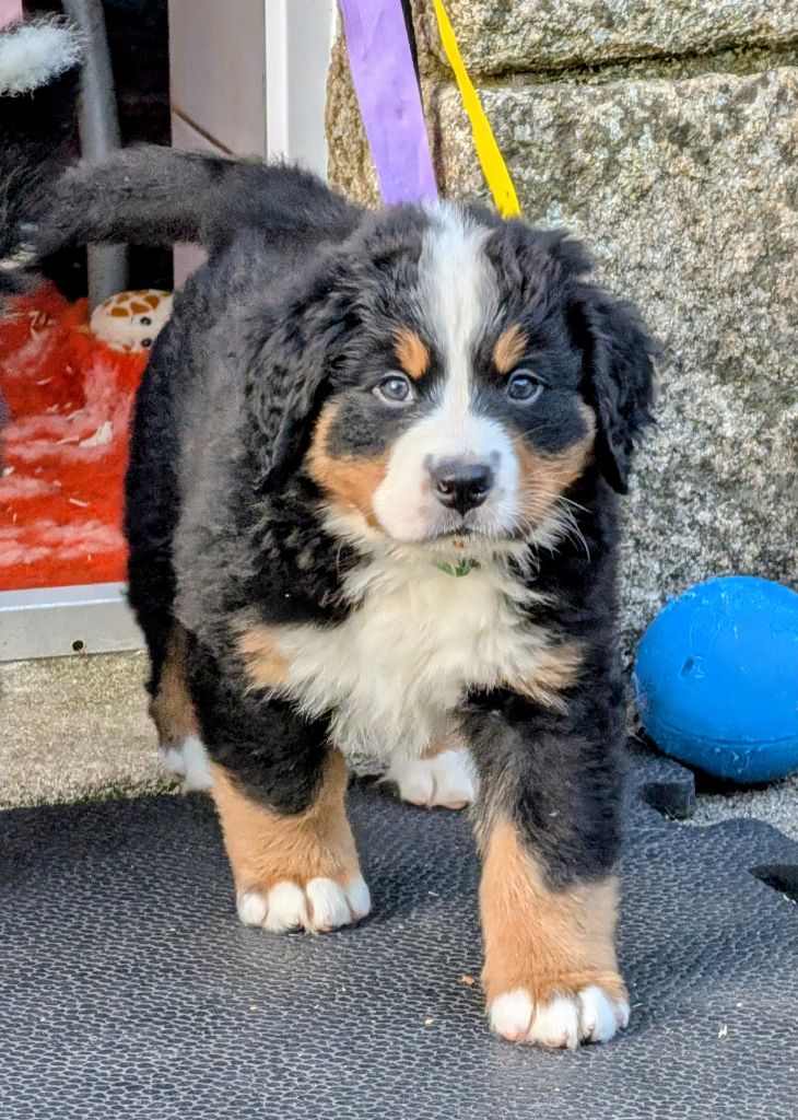 Aspen CHIOT collier vert