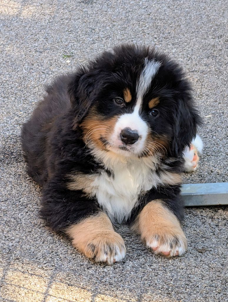 Air Force One CHIOT collier bleu