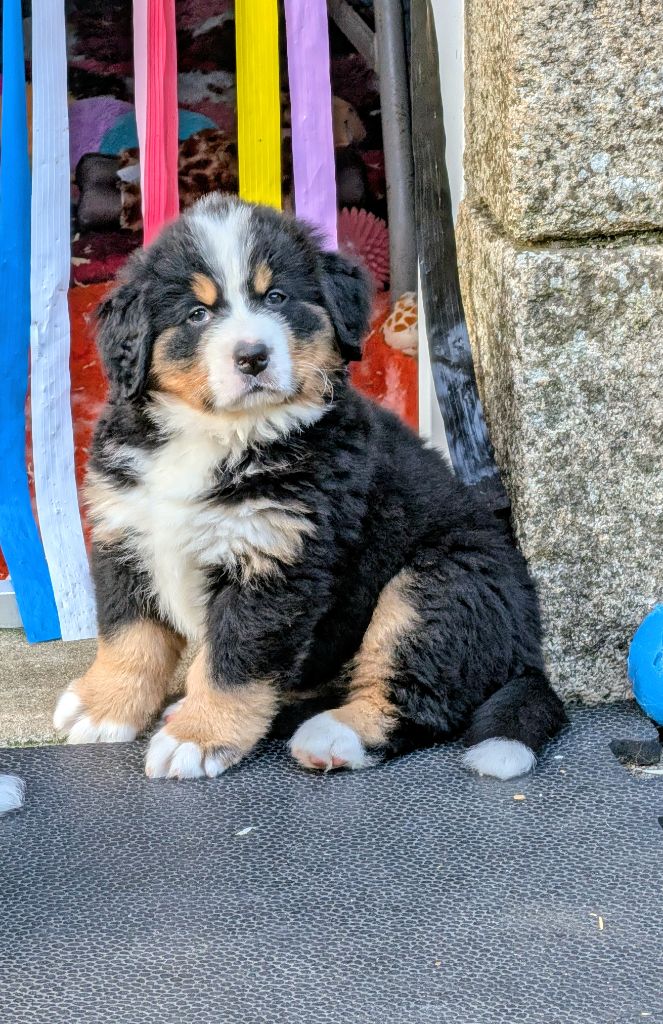 Azur CHIOT collier jaune
