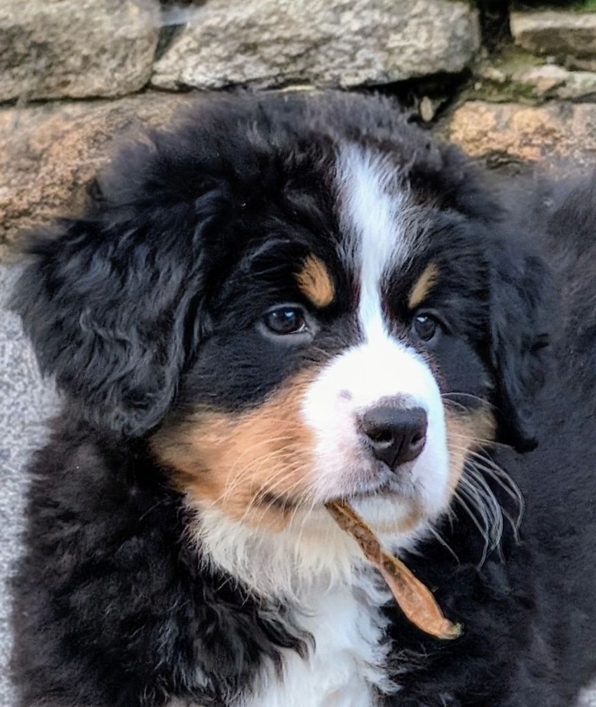 Aloa CHIOT collier Rose