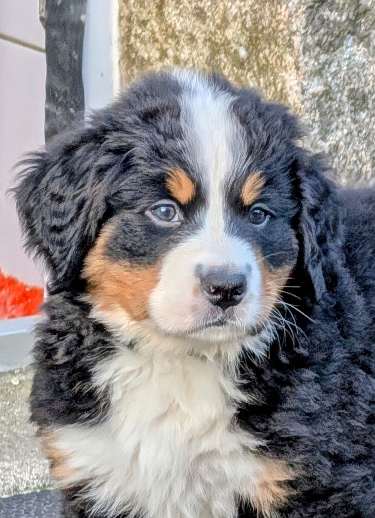 Aspen CHIOT collier vert