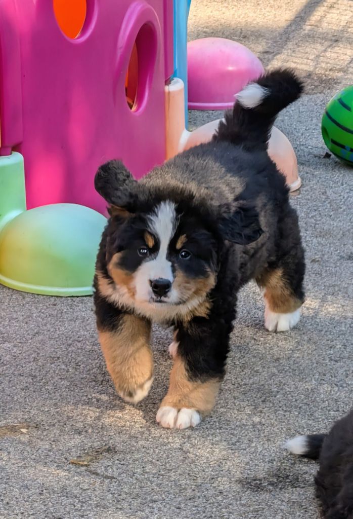 Ahawaï CHIOT collier orange