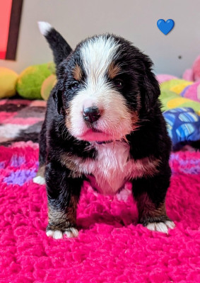 Les chiots de Bouvier Bernois