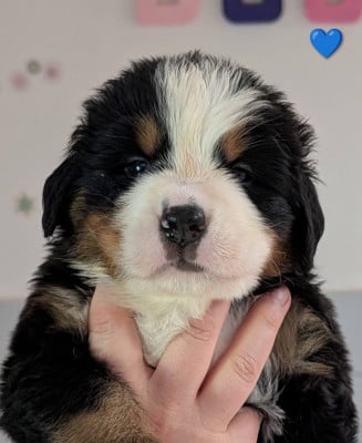 Les chiots de Bouvier Bernois