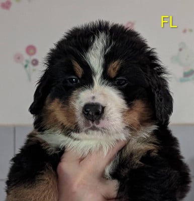 Les chiots de Bouvier Bernois