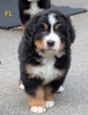 Les chiots de Bouvier Bernois