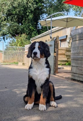 Les chiots de Bouvier Bernois