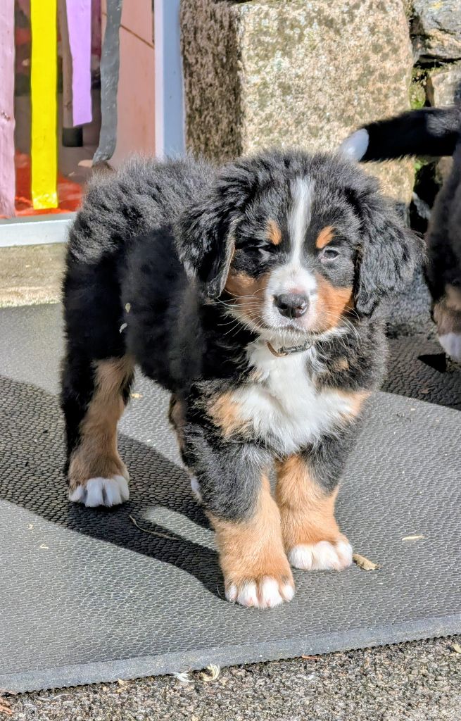 Aston Martin CHIOT collier Marron