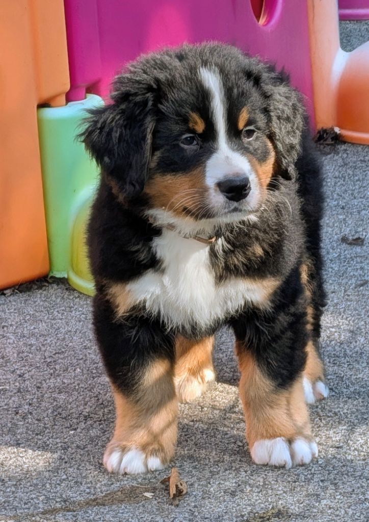 Aston Martin CHIOT collier Marron