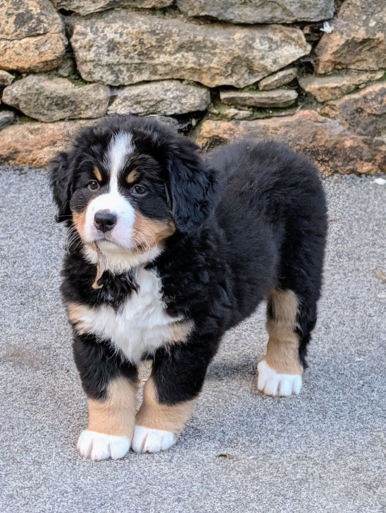 Aloa CHIOT collier Rose