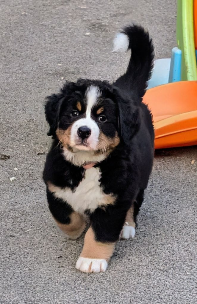 Aloa CHIOT collier Rose