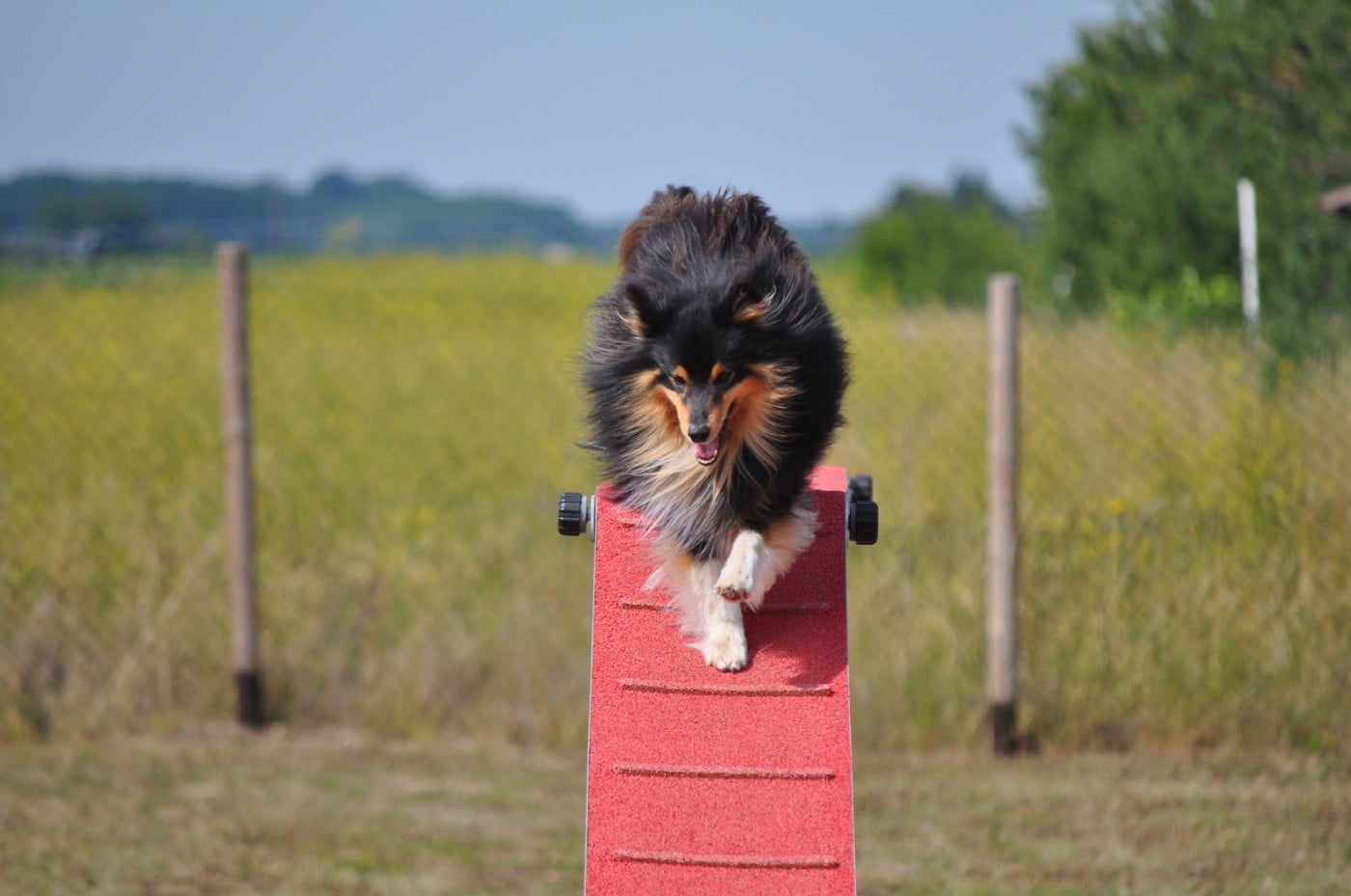 RACKHAM LE ROUGE Du Champ Paillot