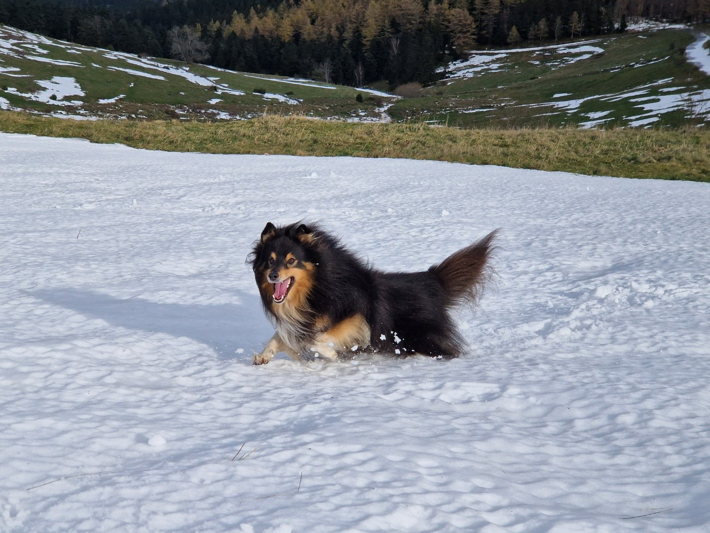 RACKHAM LE ROUGE Du Champ Paillot