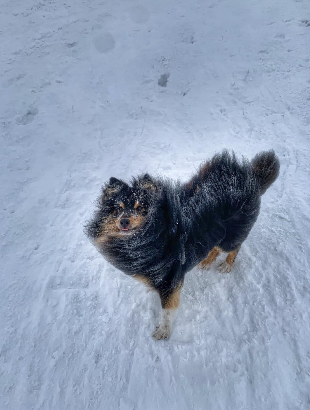 RACKHAM LE ROUGE Du Champ Paillot