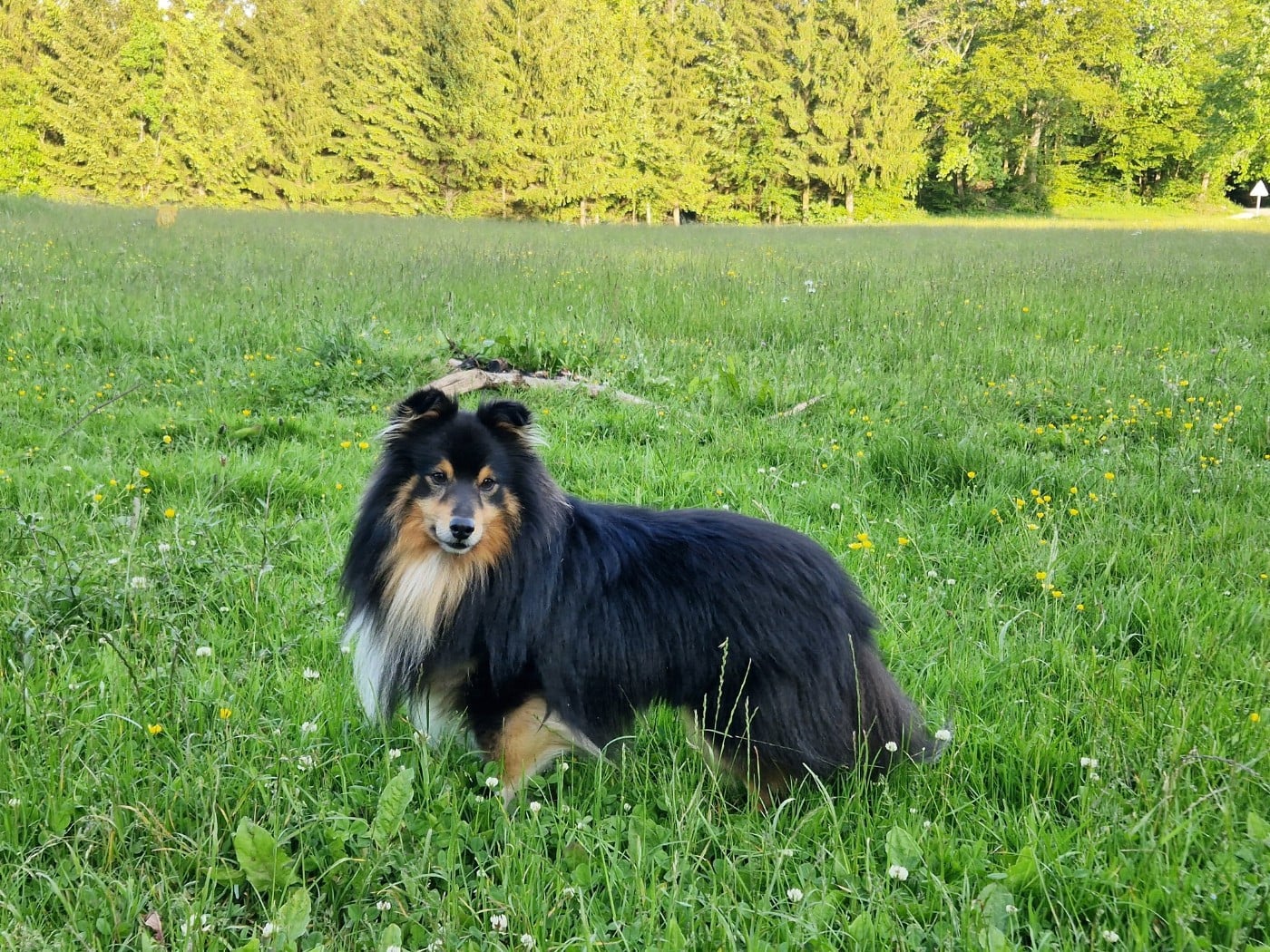 RACKHAM LE ROUGE Du Champ Paillot