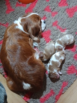 Les chiots de Cavalier King Charles Spaniel