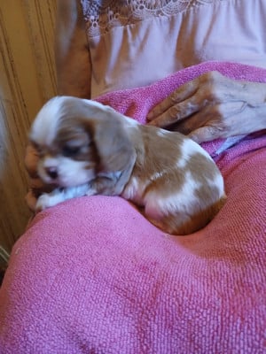 Les chiots de Cavalier King Charles Spaniel