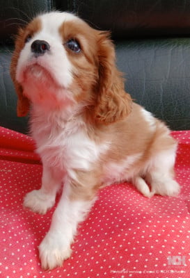 Les chiots de Cavalier King Charles Spaniel
