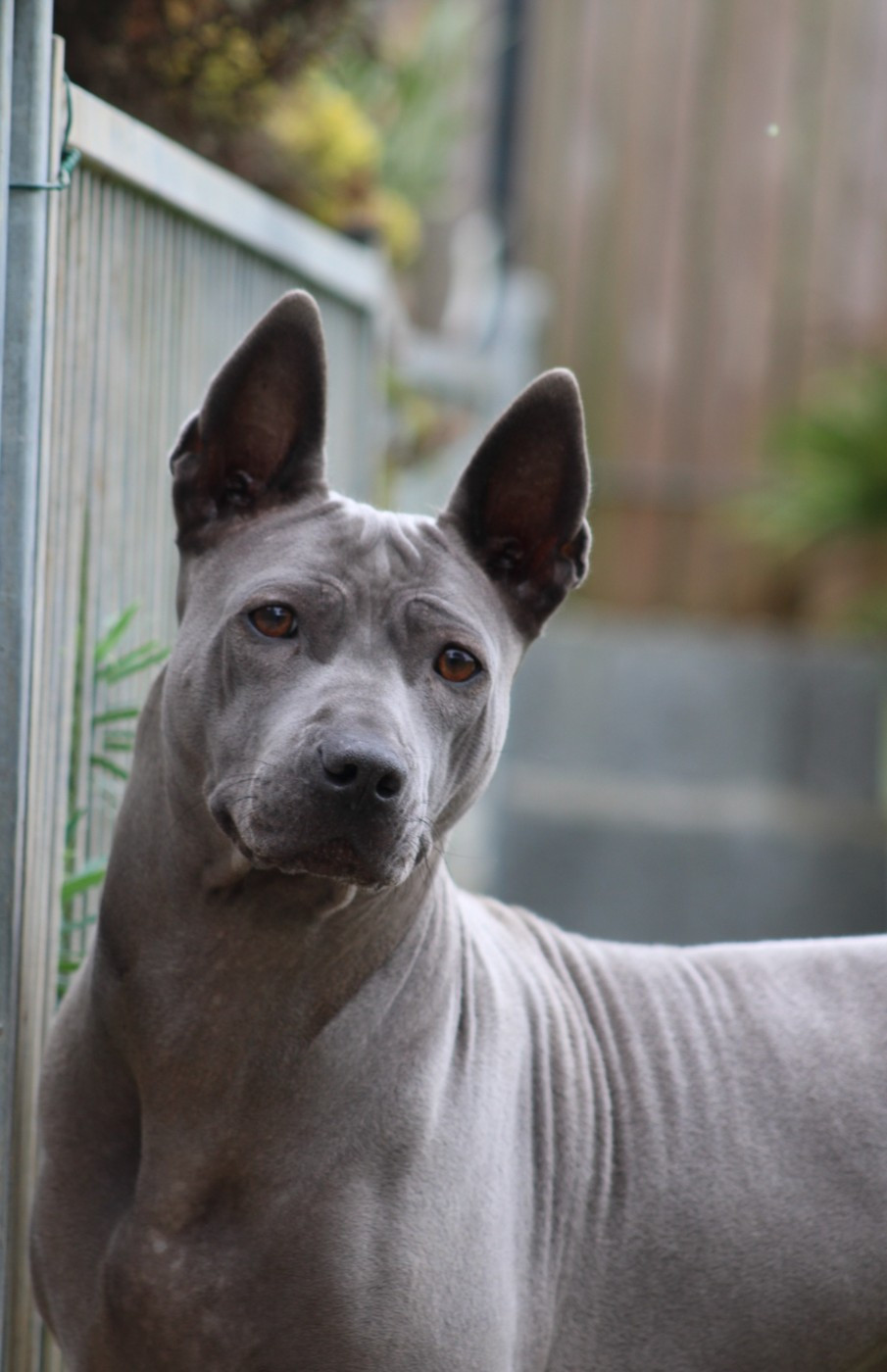 CH. et tar menel SATI DANA MEADBH