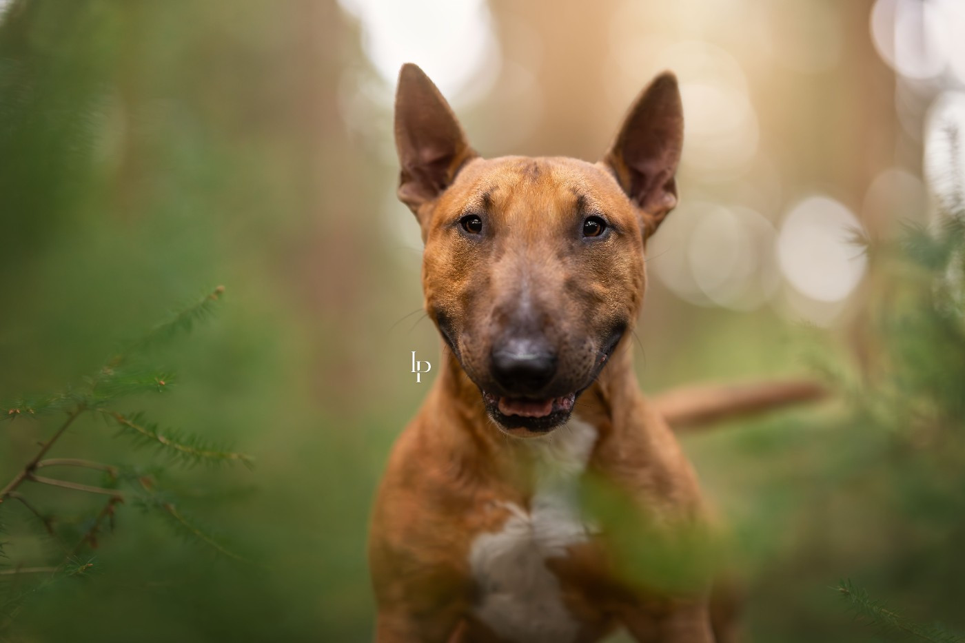 Deiz Al Lid Va Bravig ruz Vaqueyras