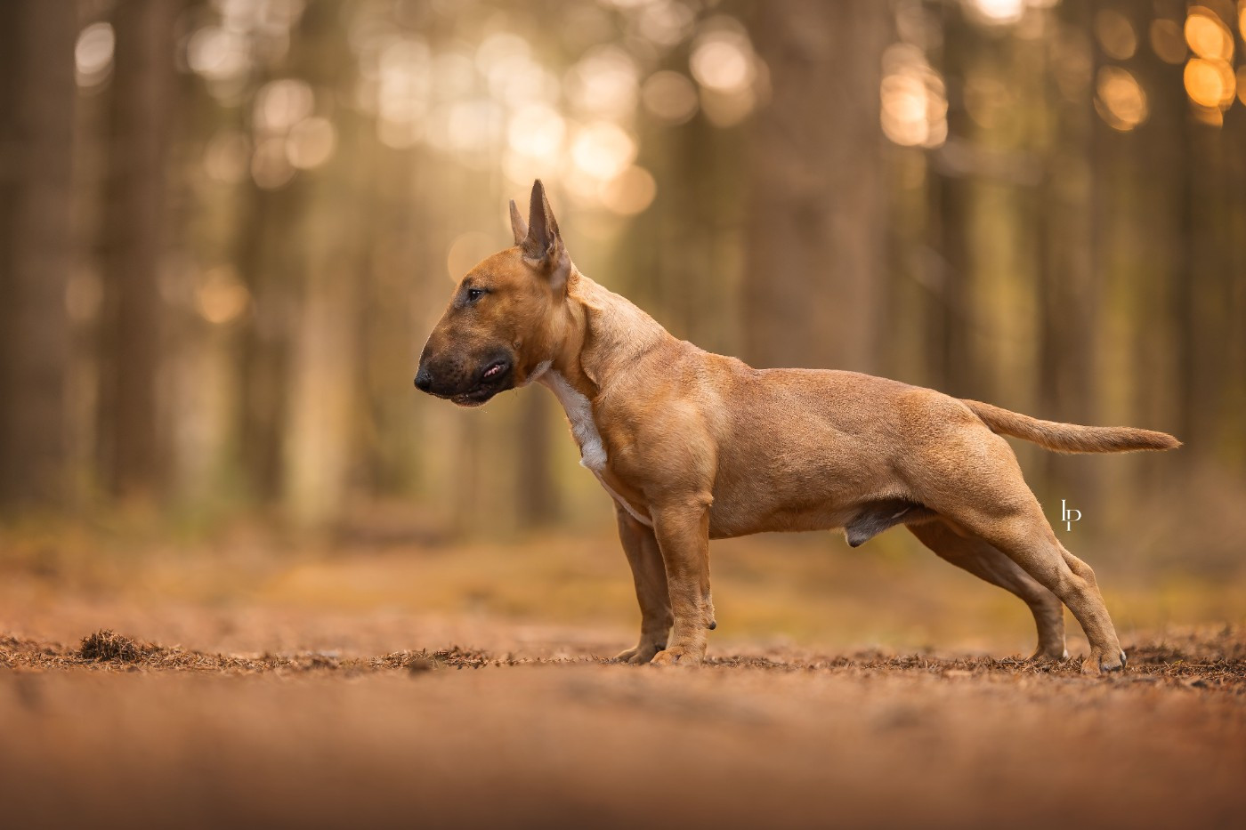 Deiz Al Lid Va Bravig ruz Vaqueyras