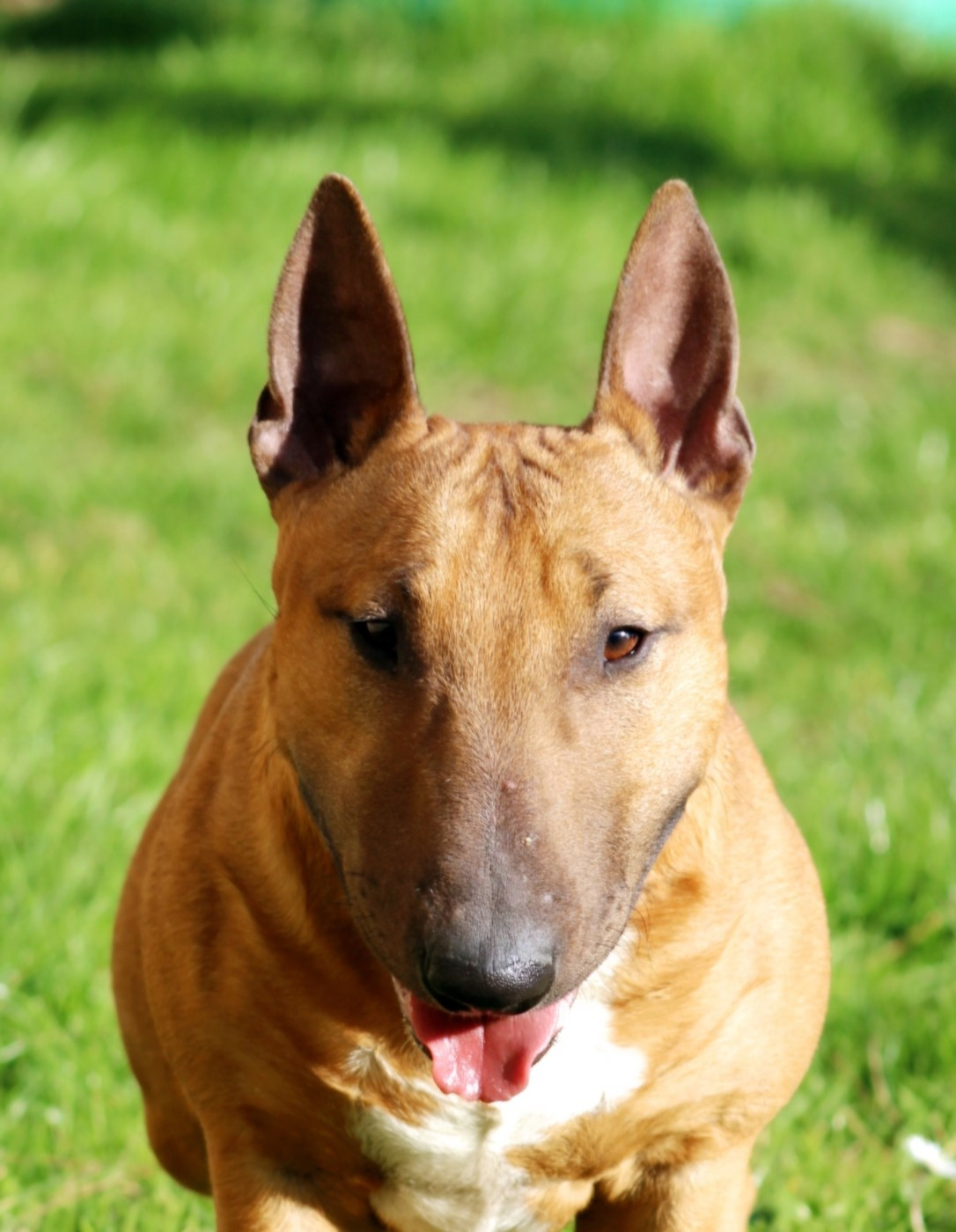 Deiz Al Lid Va Bravig ruz Vaqueyras