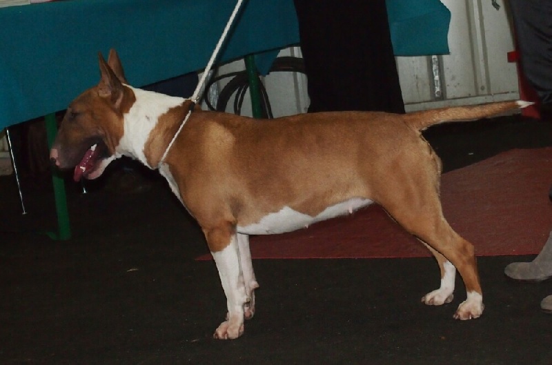 CH. Deiz Al Lid In sacha 's mémory ( irma)