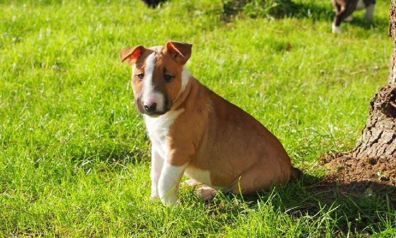 CH. Deiz Al Lid In sacha 's mémory ( irma)