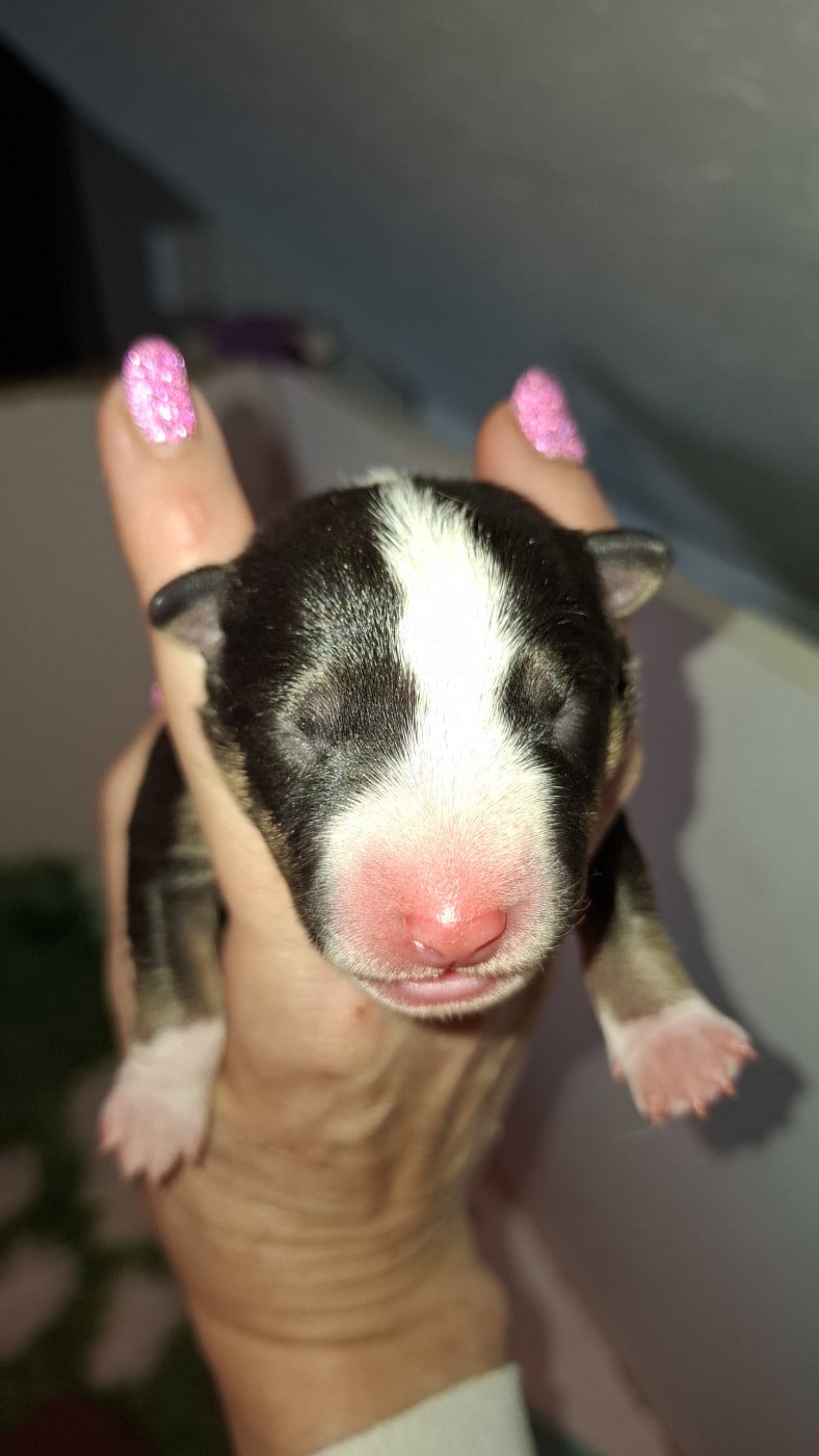 Chiot N°1 - Bull Terrier Miniature