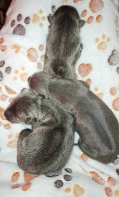 CHIOT 2 - Chien thaïlandais à crête dorsale