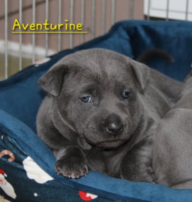 Les chiots de Chien thaïlandais à crête dorsale