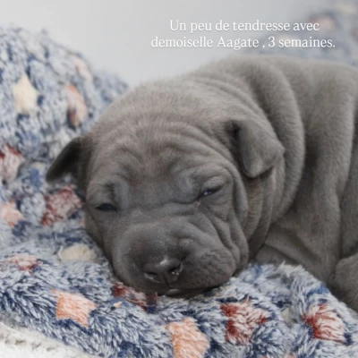 Les chiots de Chien thaïlandais à crête dorsale