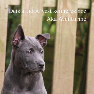 Deiz al lid Arvest kennerez noz . Aventurine - Chien thaïlandais à crête dorsale