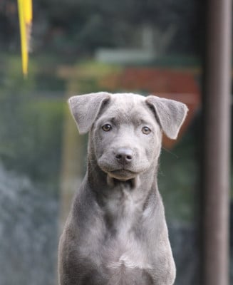 Deiz al lid Arvest gant strass Ha pailhour . Ambre - Chien thaïlandais à crête dorsale