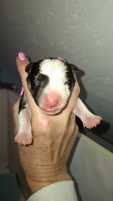 Les chiots de Bull Terrier Miniature