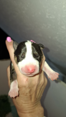 Bull Terrier Miniature