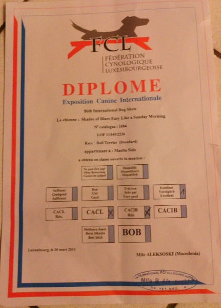 CH. shades of blues Easy like a sunday morning - CACL 1 ère excellent + RCACIB 2 ème excellent