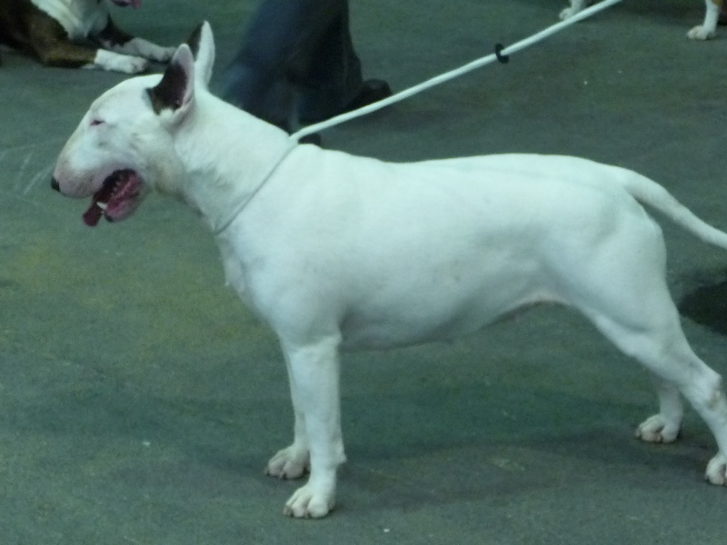 CH. shades of blues Easy like a sunday morning - CACS CACIB EXCELLENT classe ouverte