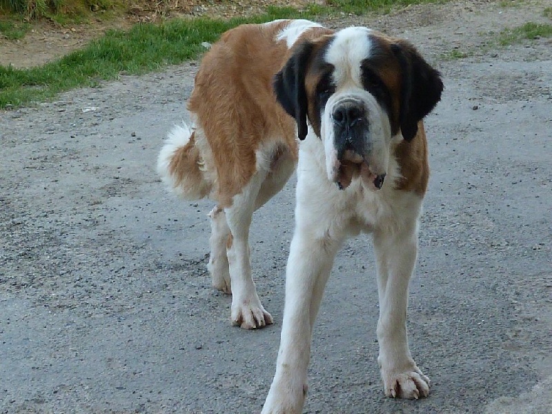 Publication : Des Légendes De Bretagne