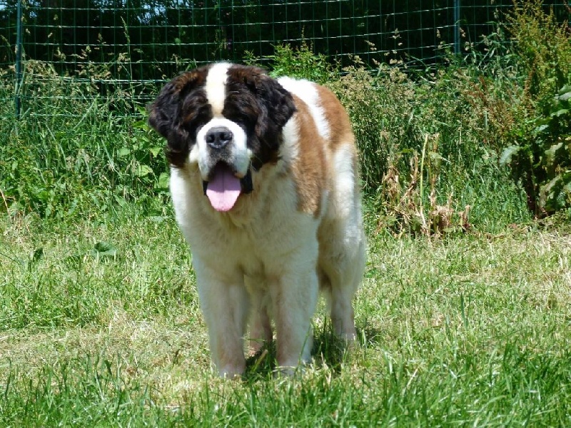 Publication : Des Légendes De Bretagne Auteur : maeva quéméneur