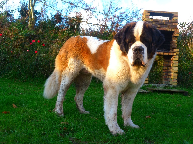 Publication : Des Légendes De Bretagne Auteur : maeva quéméneur
