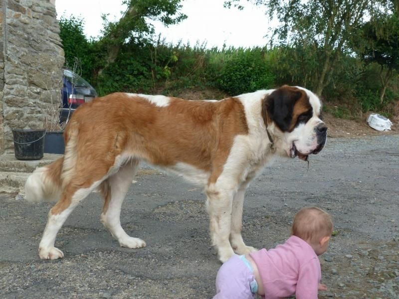 Publication : Des Légendes De Bretagne